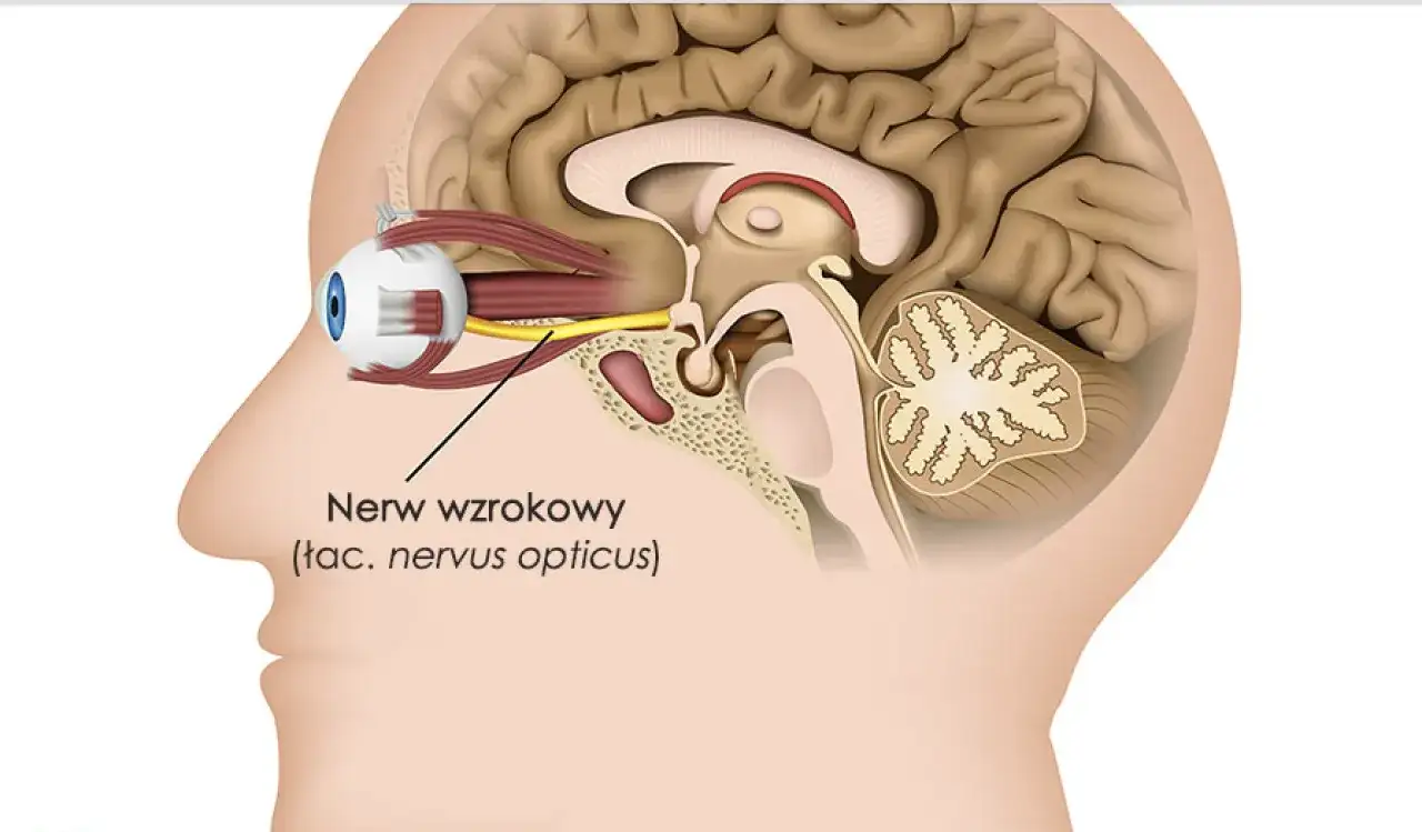 Anatomia oka i mózgu, ilustracja nerwu wzrokowego. Poszukujesz informacji o zanik nerwu wzrokowego leczenie w Polsce?
