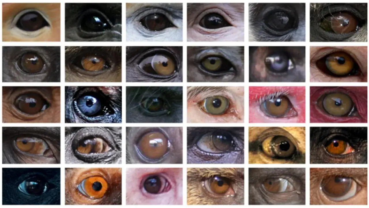 Kolekcja oczu zwierząt, w tym jedno z heterochromią, pokazuje różnorodność kolorów tęczówek.