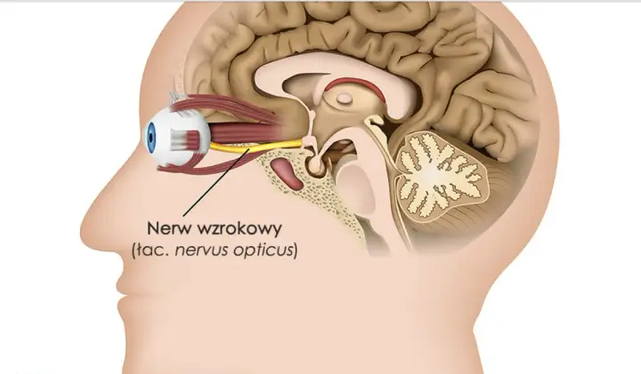 Anatomia oka i mózgu, ilustracja nerwu wzrokowego. Poszukujesz informacji o zanik nerwu wzrokowego leczenie w Polsce?